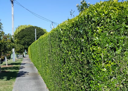 A great looking hedge maintained by Focal Point Landscape Maintenance