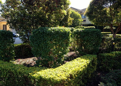 Hedge Trimming Example 