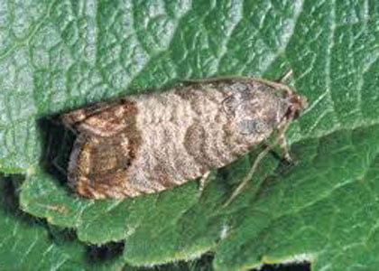 coddling-moth