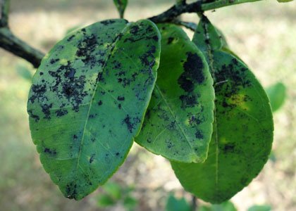 Everything you need to know about plant diseases