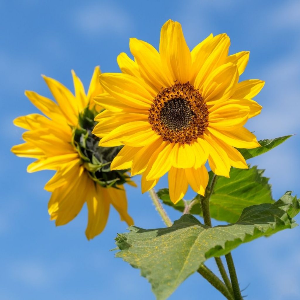 Spring Sunflower