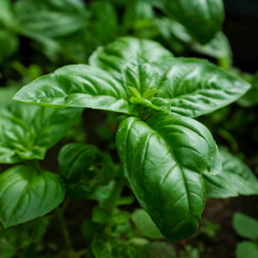 Basil is an insect repelling plant