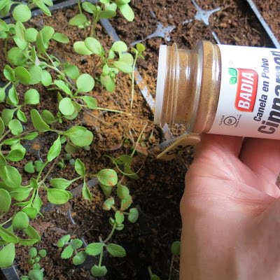 Cinnamon - use to prevent plant disease in seedlings