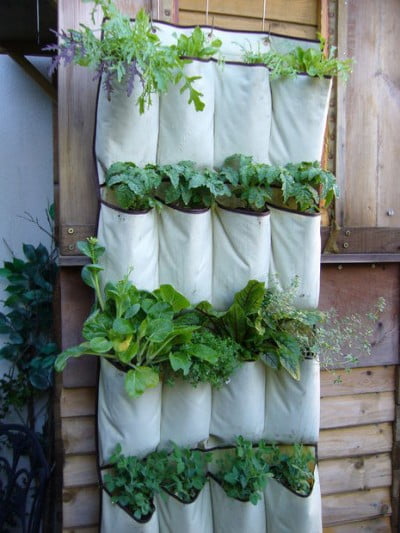 A Hanging Shoe Rack recycled as a Vertical Herb Garden