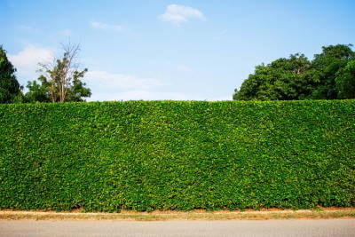 hedge is a fence