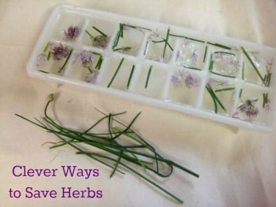 Freeze Herbs using icecube trays and the freezer