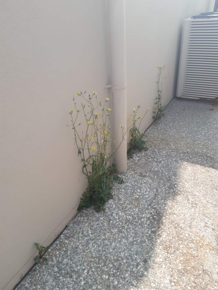 weeds growing in cracks