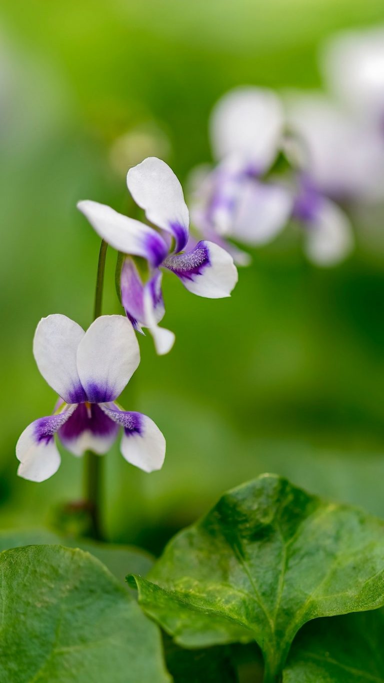 Native violet is a low allergy plant