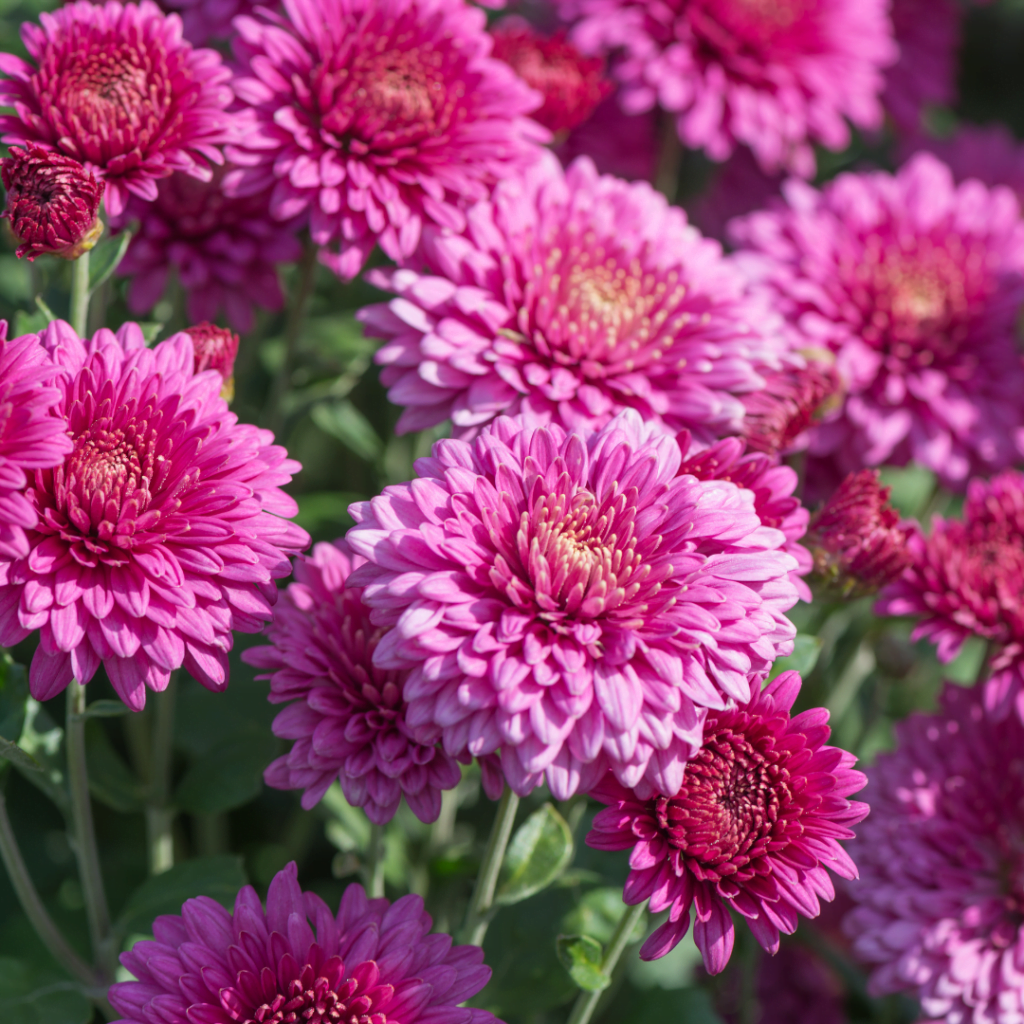 Pink Chrysanthemums to repel insect