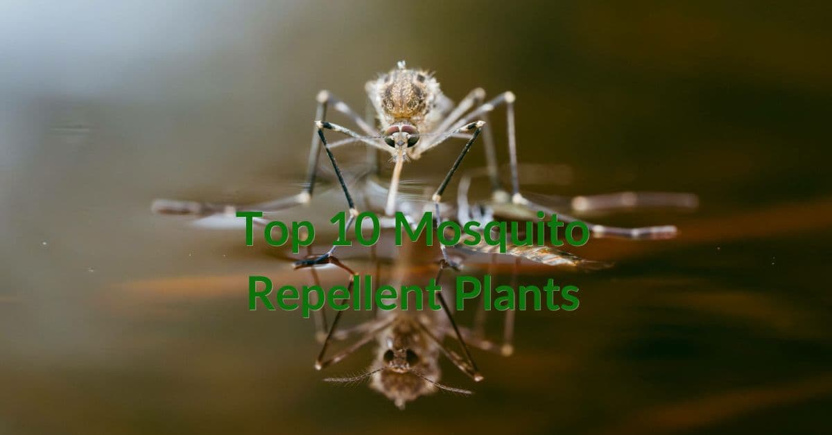 Top 10 Mosquito Repellent Plants
