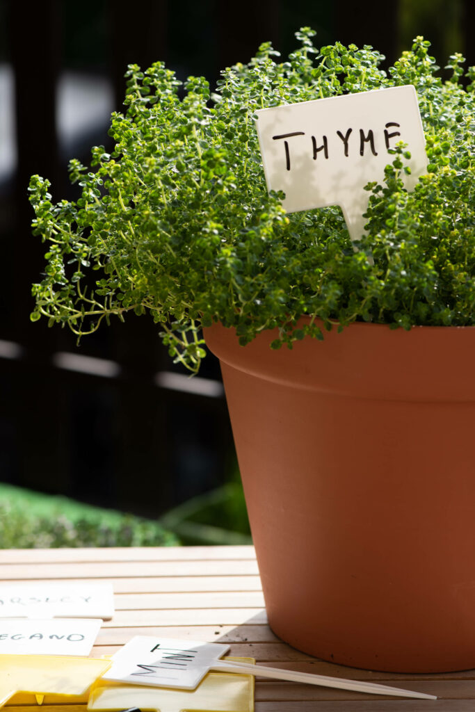 Thyme - a natural mosquito repellant - growing in a pot