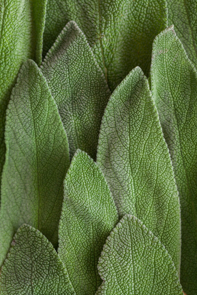 A close up view of sage leaves - a natural mosquito repellant