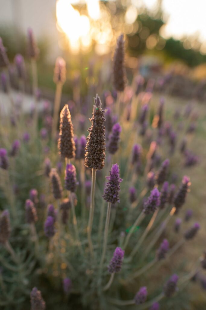 Lavender - a natural mosquito repellant - growing in the sunset