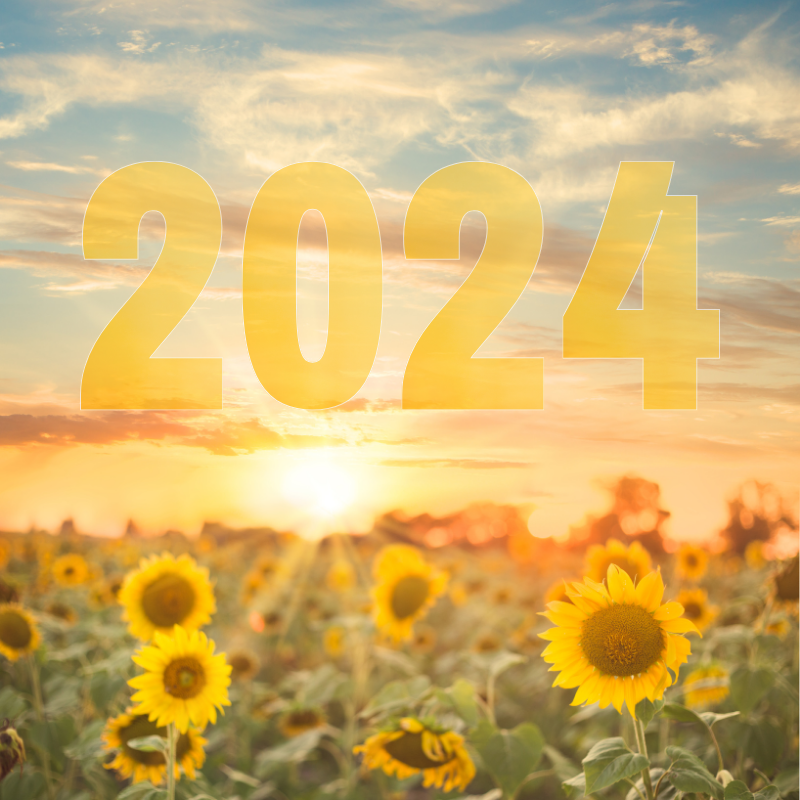 The Kalbar Sunflower Festival 2024